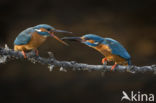 IJsvogel (Alcedo atthis)