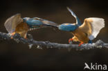 IJsvogel (Alcedo atthis)