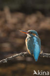 IJsvogel (Alcedo atthis)