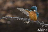 Kingfisher (Alcedo atthis)