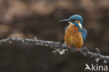 Kingfisher (Alcedo atthis)