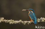 Kingfisher (Alcedo atthis)