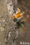 Kingfisher (Alcedo atthis)