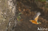 IJsvogel (Alcedo atthis)