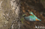 Kingfisher (Alcedo atthis)