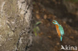 IJsvogel (Alcedo atthis)