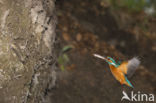 Kingfisher (Alcedo atthis)