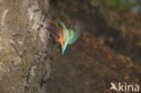 Kingfisher (Alcedo atthis)