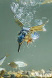 Kingfisher (Alcedo atthis)