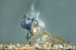 IJsvogel (Alcedo atthis)