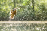 IJsvogel (Alcedo atthis)