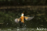 Kingfisher (Alcedo atthis)