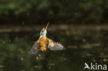 IJsvogel (Alcedo atthis)