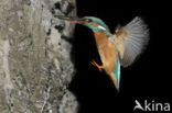 Kingfisher (Alcedo atthis)