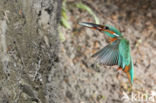 Kingfisher (Alcedo atthis)