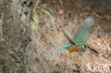 IJsvogel (Alcedo atthis)