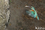 Kingfisher (Alcedo atthis)