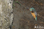 Kingfisher (Alcedo atthis)