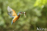 IJsvogel (Alcedo atthis)