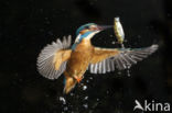 IJsvogel (Alcedo atthis)