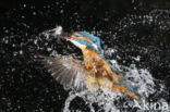 IJsvogel (Alcedo atthis)