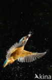 Kingfisher (Alcedo atthis)