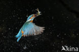 Kingfisher (Alcedo atthis)