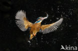 Kingfisher (Alcedo atthis)