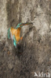 Kingfisher (Alcedo atthis)