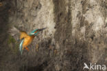 IJsvogel (Alcedo atthis)