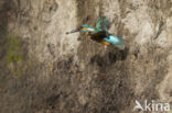 Kingfisher (Alcedo atthis)