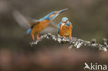 Kingfisher (Alcedo atthis)