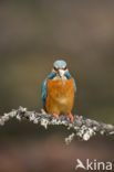 Kingfisher (Alcedo atthis)