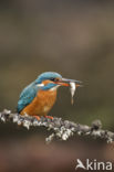 IJsvogel (Alcedo atthis)