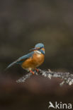 Kingfisher (Alcedo atthis)