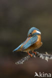 Kingfisher (Alcedo atthis)