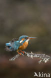 IJsvogel (Alcedo atthis)