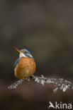 IJsvogel (Alcedo atthis)