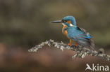 Kingfisher (Alcedo atthis)