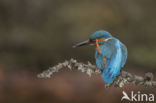 Kingfisher (Alcedo atthis)