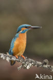 Kingfisher (Alcedo atthis)