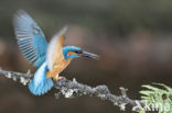 Kingfisher (Alcedo atthis)