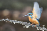 Kingfisher (Alcedo atthis)