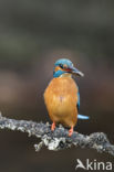 IJsvogel (Alcedo atthis)