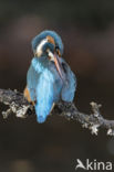 IJsvogel (Alcedo atthis)