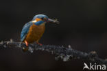 Kingfisher (Alcedo atthis)