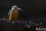 Kingfisher (Alcedo atthis)