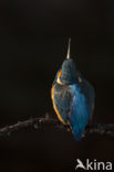 IJsvogel (Alcedo atthis)