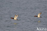 Pochard (Aythya ferina)