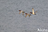 Pochard (Aythya ferina)